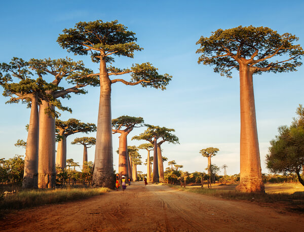 Famoso callej&oacute;n de baobabs cerca de Morondava