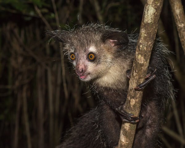 Lemur de dedos largos aye aye