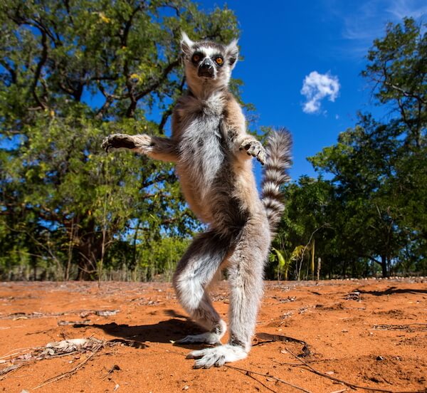 Animal nacional de Madagascar es el ceb&uacute;