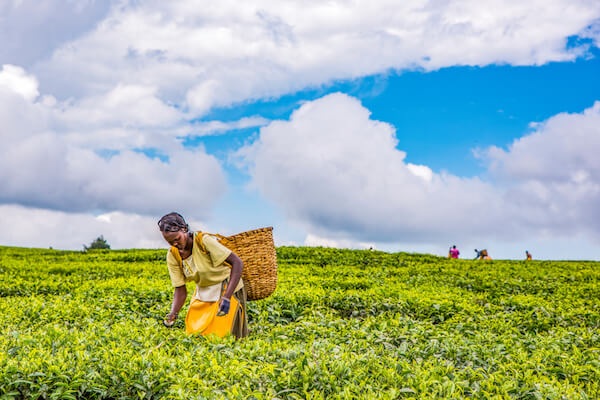 Trabajador de una plantaci&oacute;n de t&eacute; de Kenia en Nandi Hills: imagen de Jen Watson / shutterstock