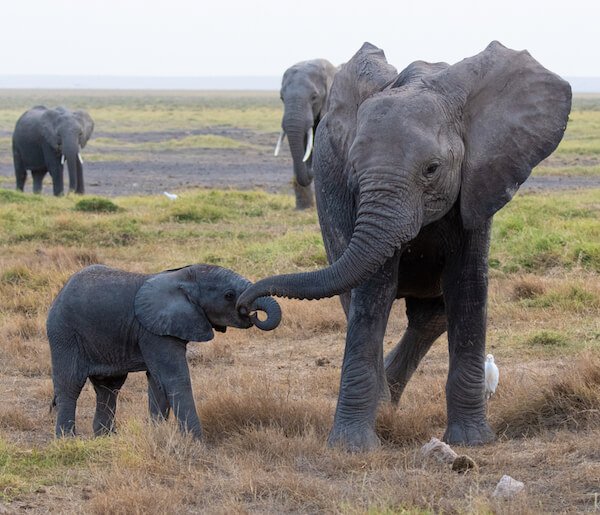 Parque Nacional Amboseli - Elefantes