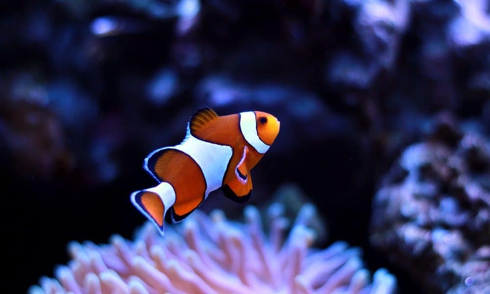 Frases divertidas, inspiradoras y fantásticas de Buscando a Nemo