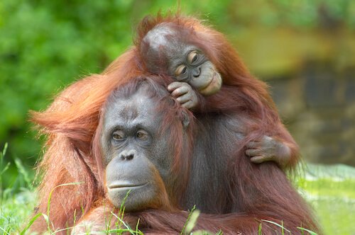 Orangut&aacute;n con beb&eacute;
