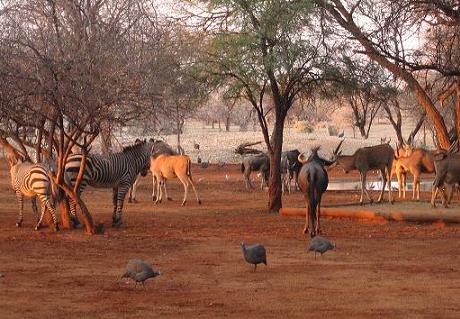 La fauna de Namibia alrededor de un abrevadero en Omaruru
