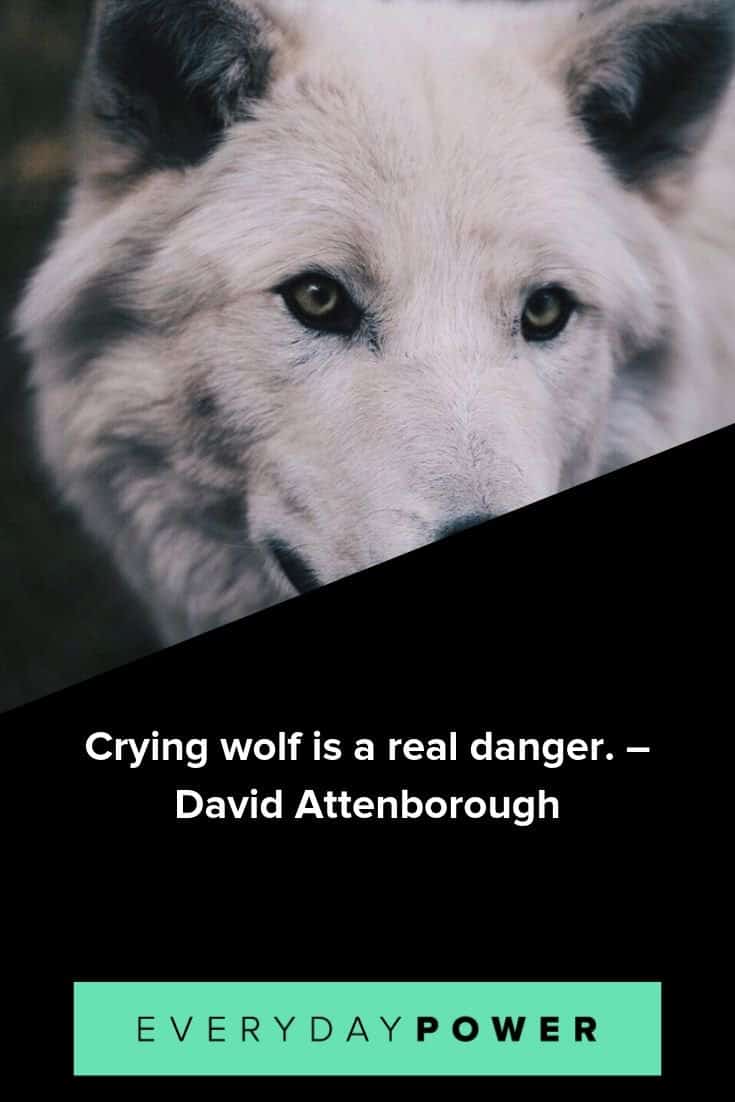 Frases de lobo sobre tutela, lealtad y esp&iacute;ritu.