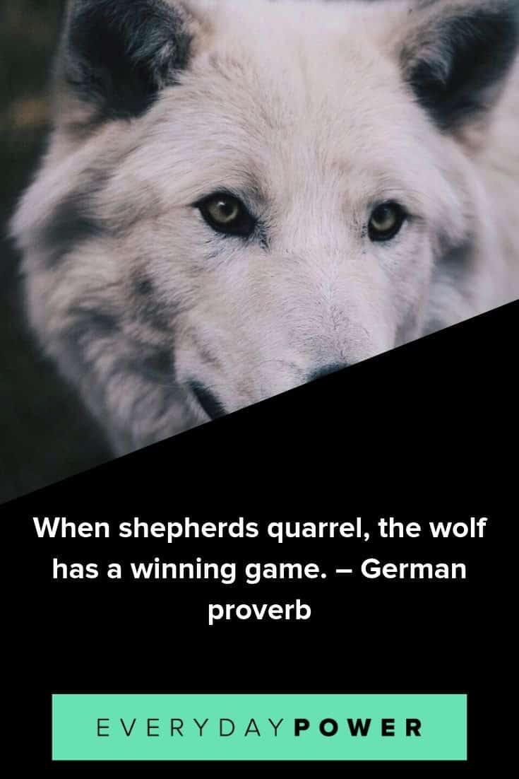 Frases de lobos que te har&aacute;n m&aacute;s inteligente