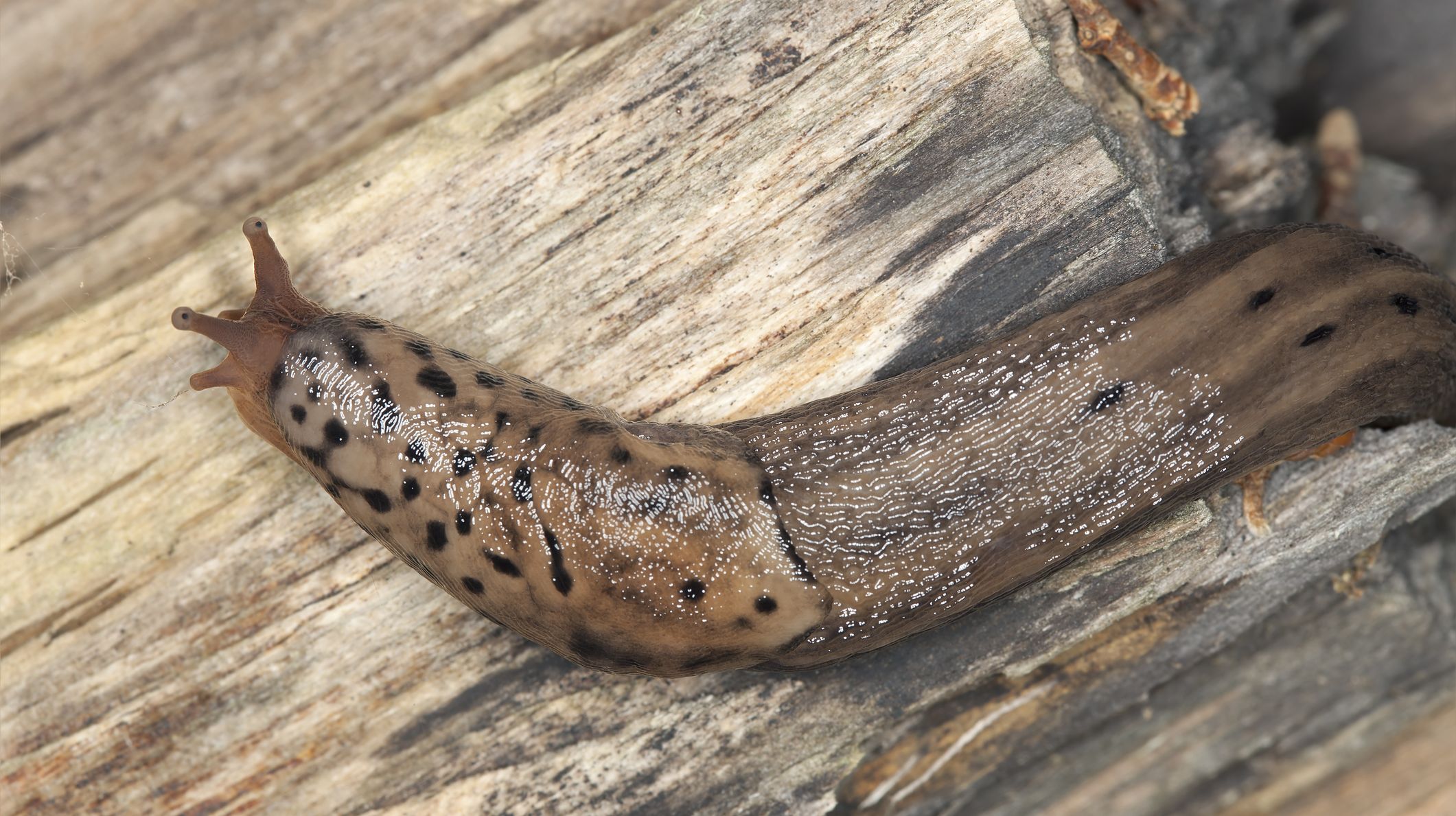 10 penes de animales realmente extraños