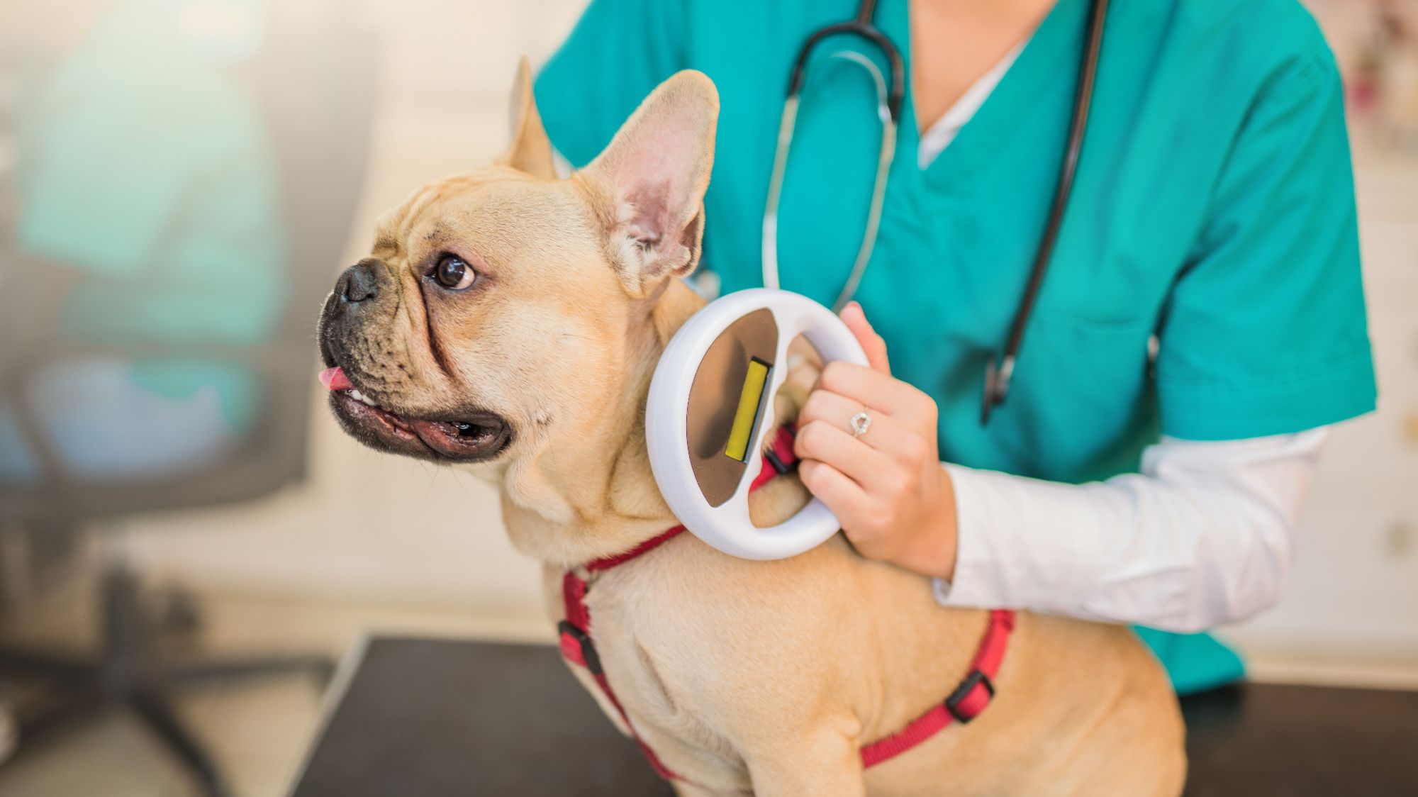 Cómo asegurarse de que el microchip de su mascota esté registrado y actualizado