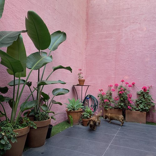 Las plantas de Ella Newton en el patio trasero de su casa