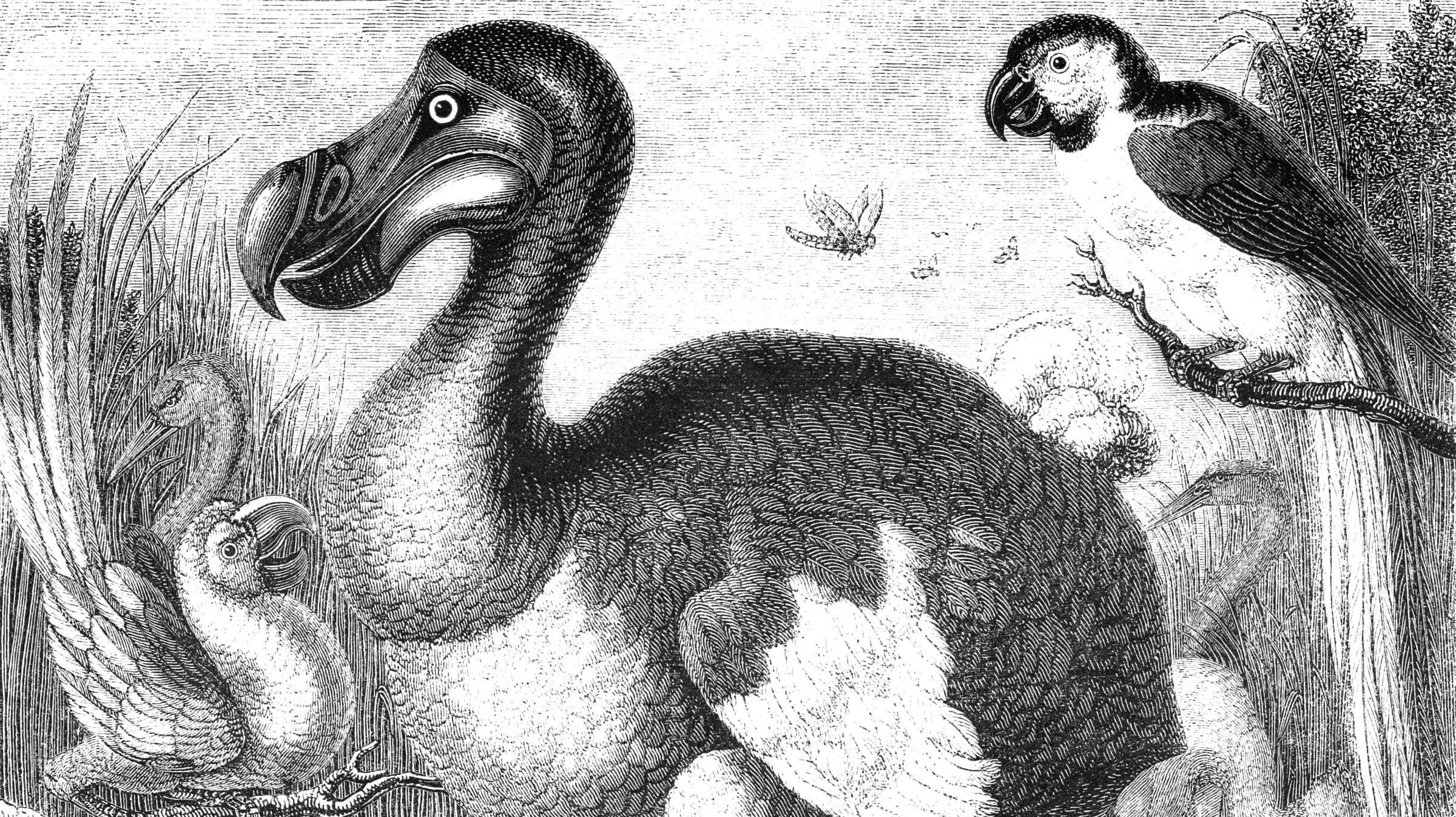 11 cosas que sabemos sobre el Dodo