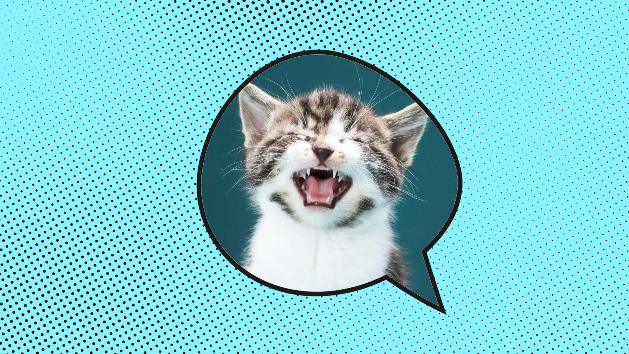 10 modismos internacionales sobre gatos
