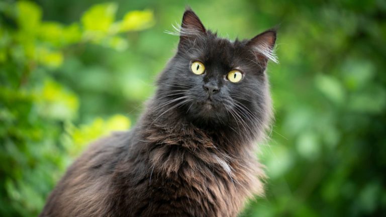 8 hechos sobre los gatos negros
