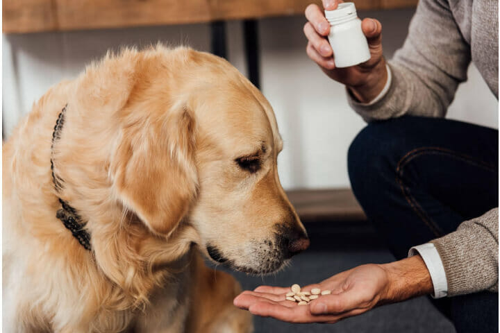 Nombres comerciales de cuidado de perros: más de 600 nombres geniales de golosinas para perros