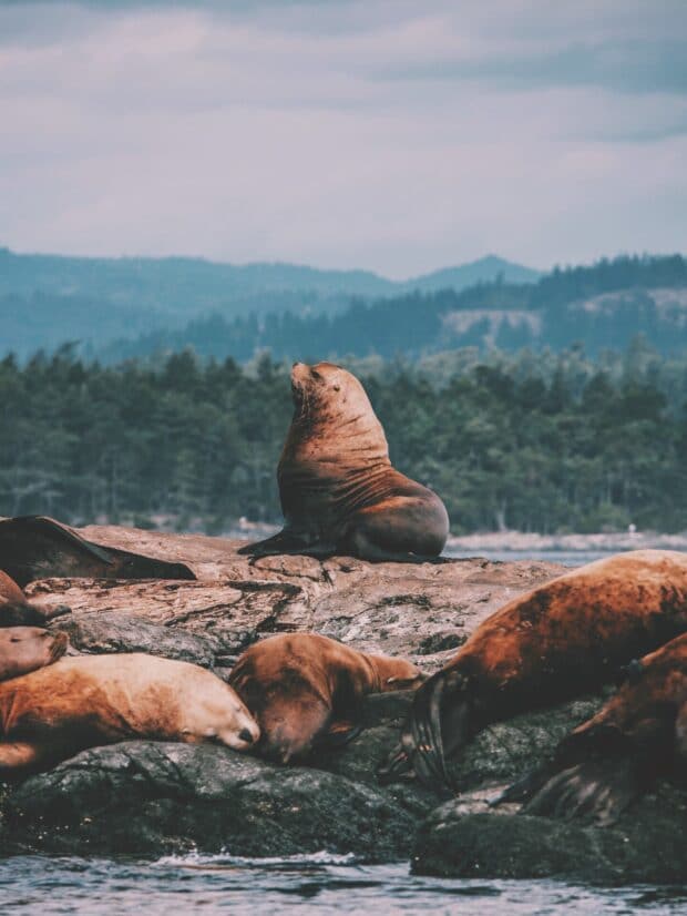 leones marinos sentados en las rocas en el oc&eacute;ano