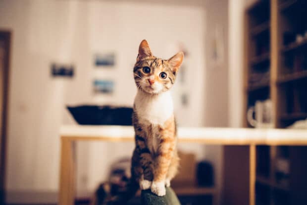 curioso gato encaramado en la silla de oficina