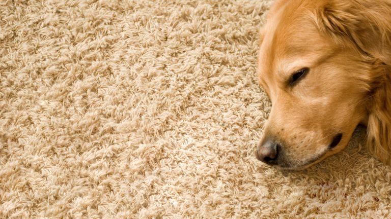 Cómo arreglar una alfombra que ha destruido tu perro o gato maníaco