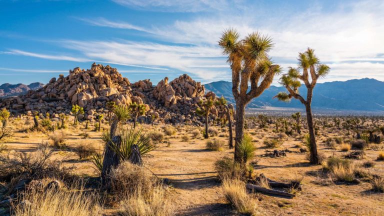 10 hechos sobre el Parque Nacional Joshua Tree