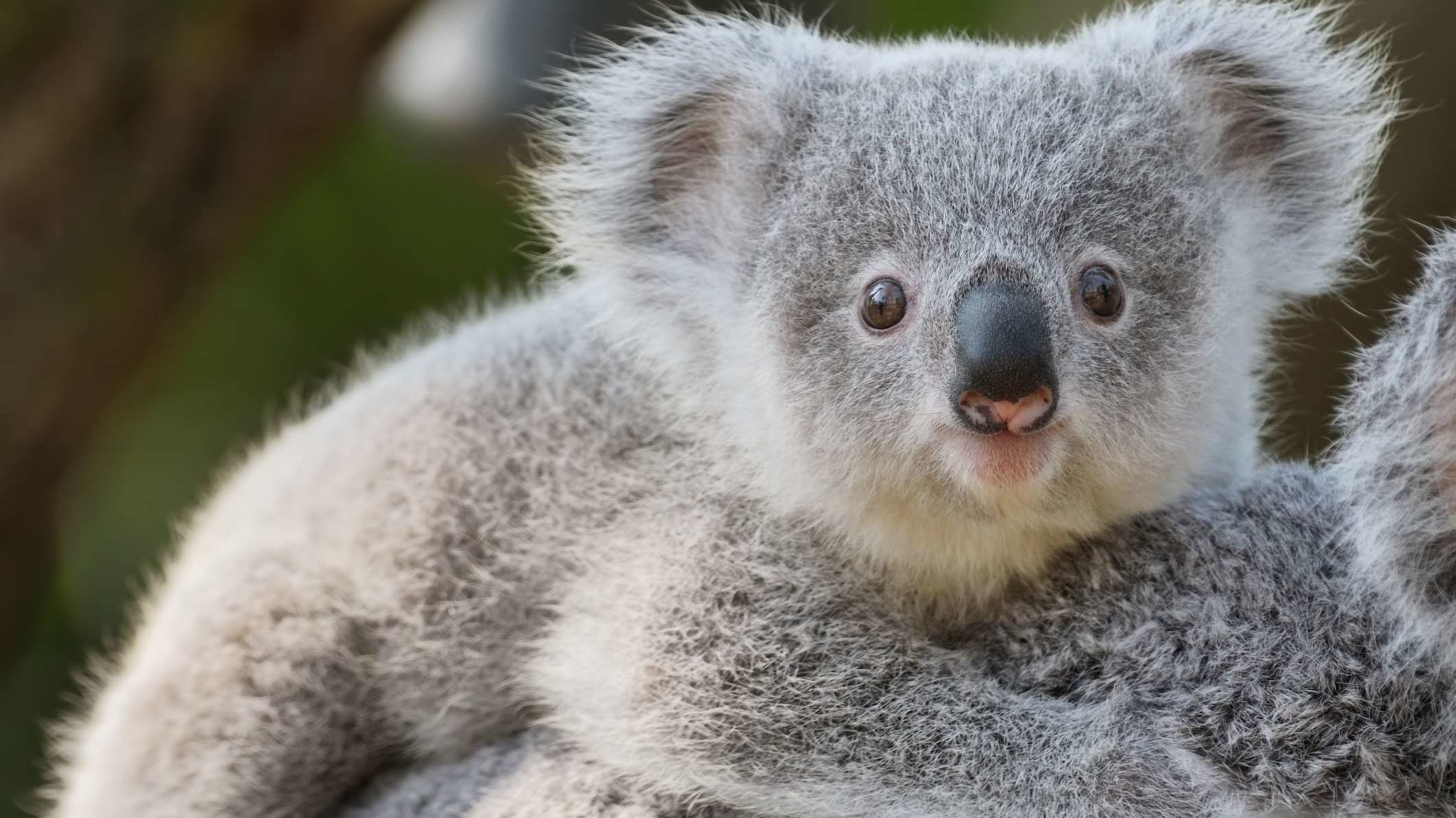 Los koalas tienen huellas dactilares que son casi indistinguibles de las nuestras