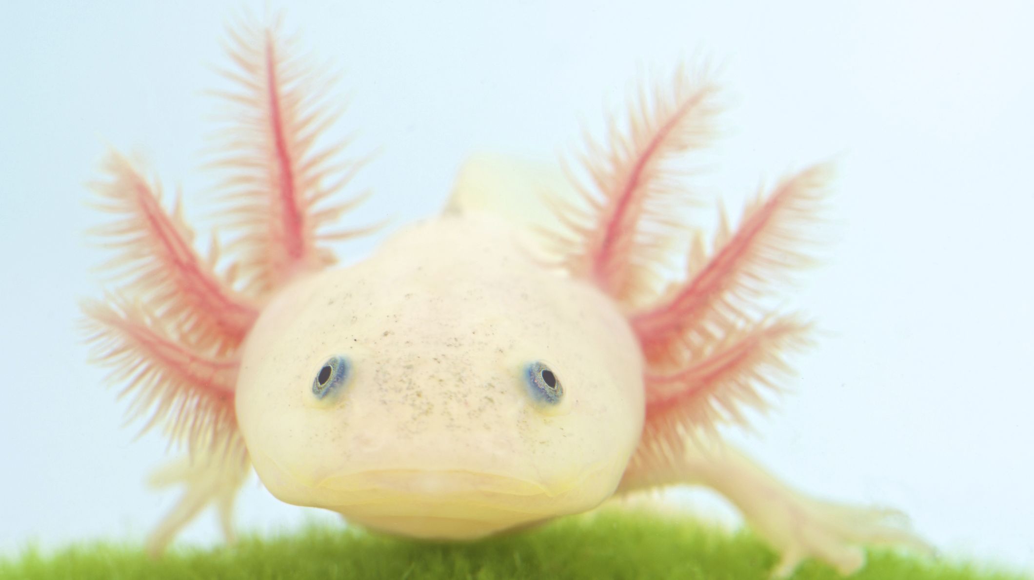 Las 10 mascotas más solicitadas de Estados Unidos, incluido Axolotl