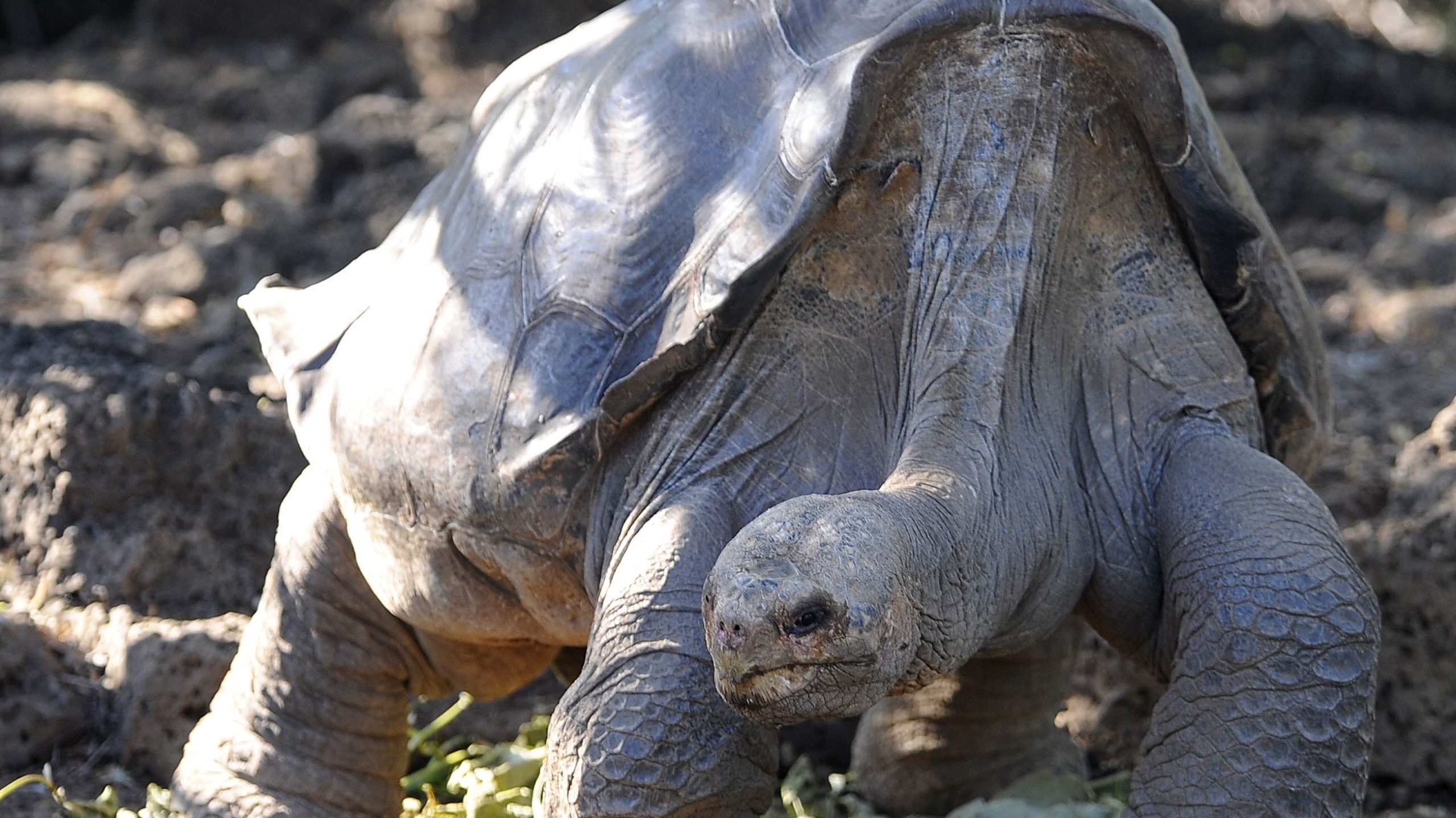 8 animales que fueron los últimos de su especie