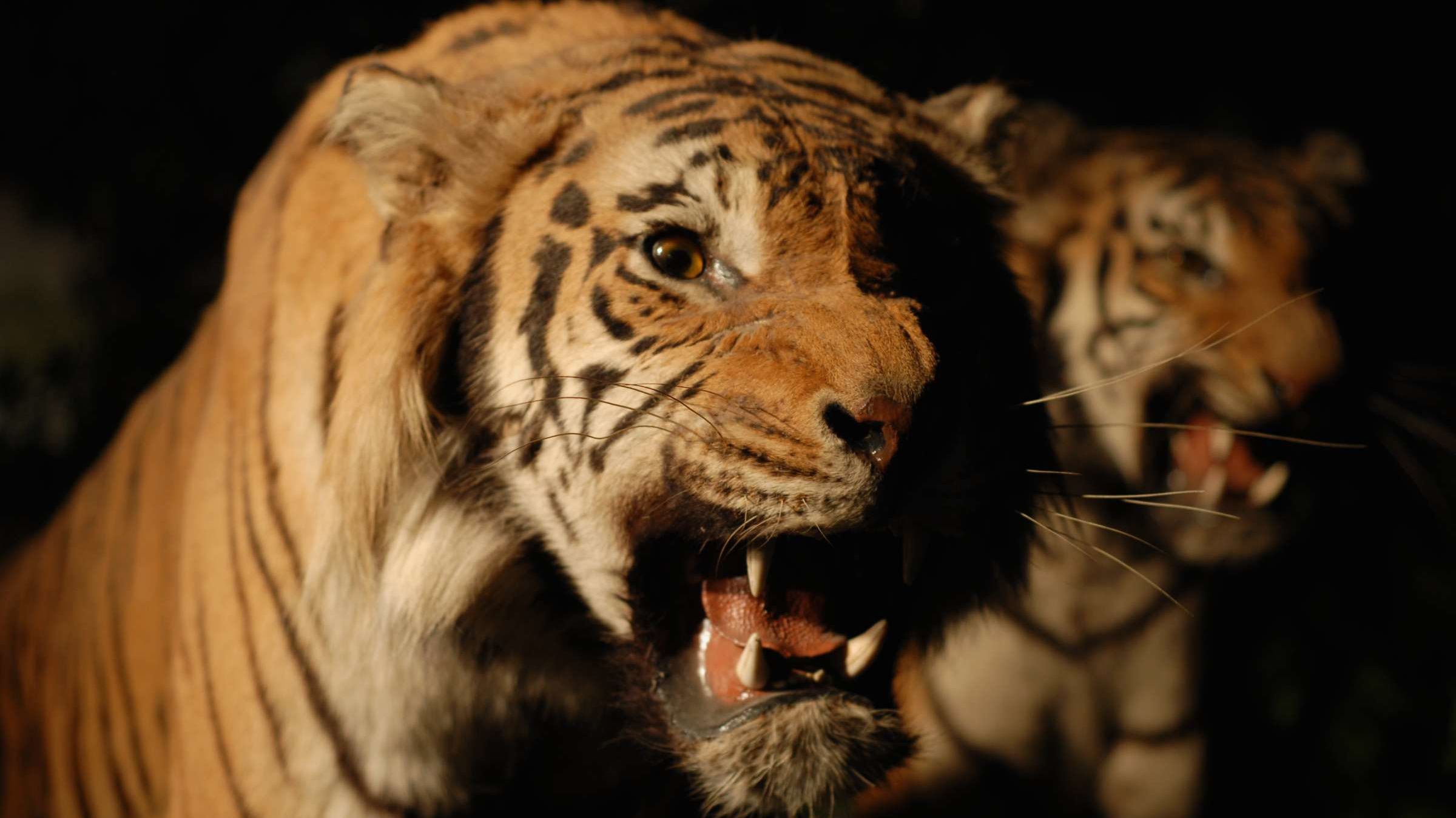 12 cosas que probablemente no sabías sobre la taxidermia
