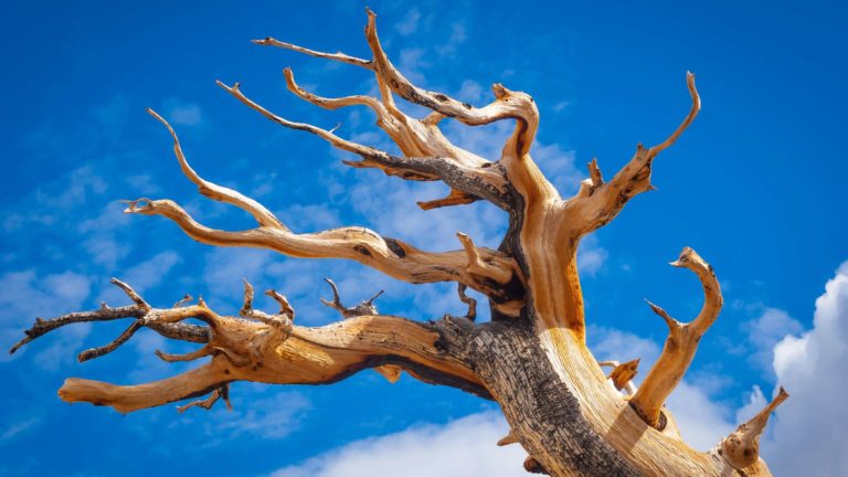 6 de los árboles más antiguos del mundo