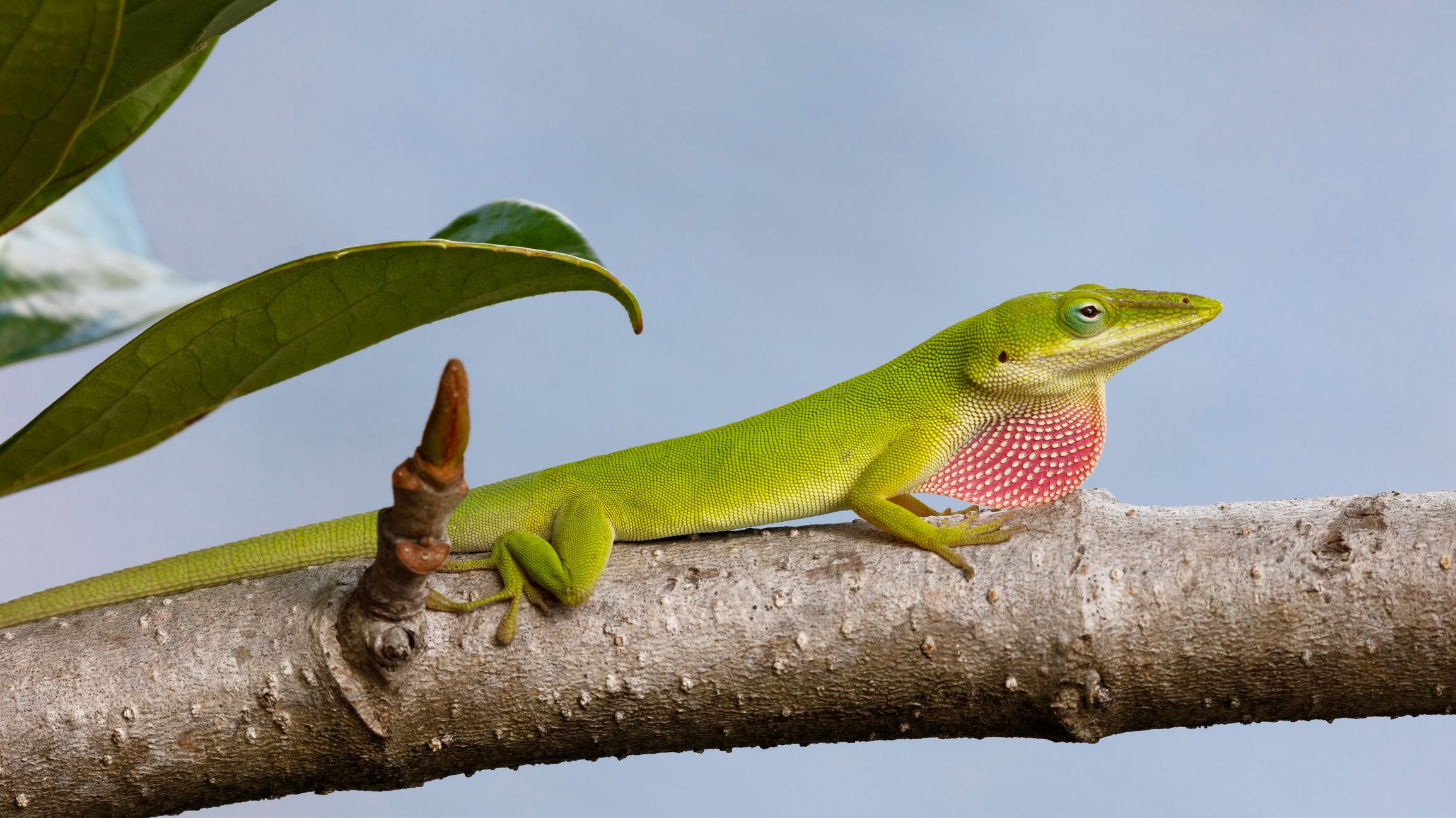 6 animales que evolucionan rápidamente
