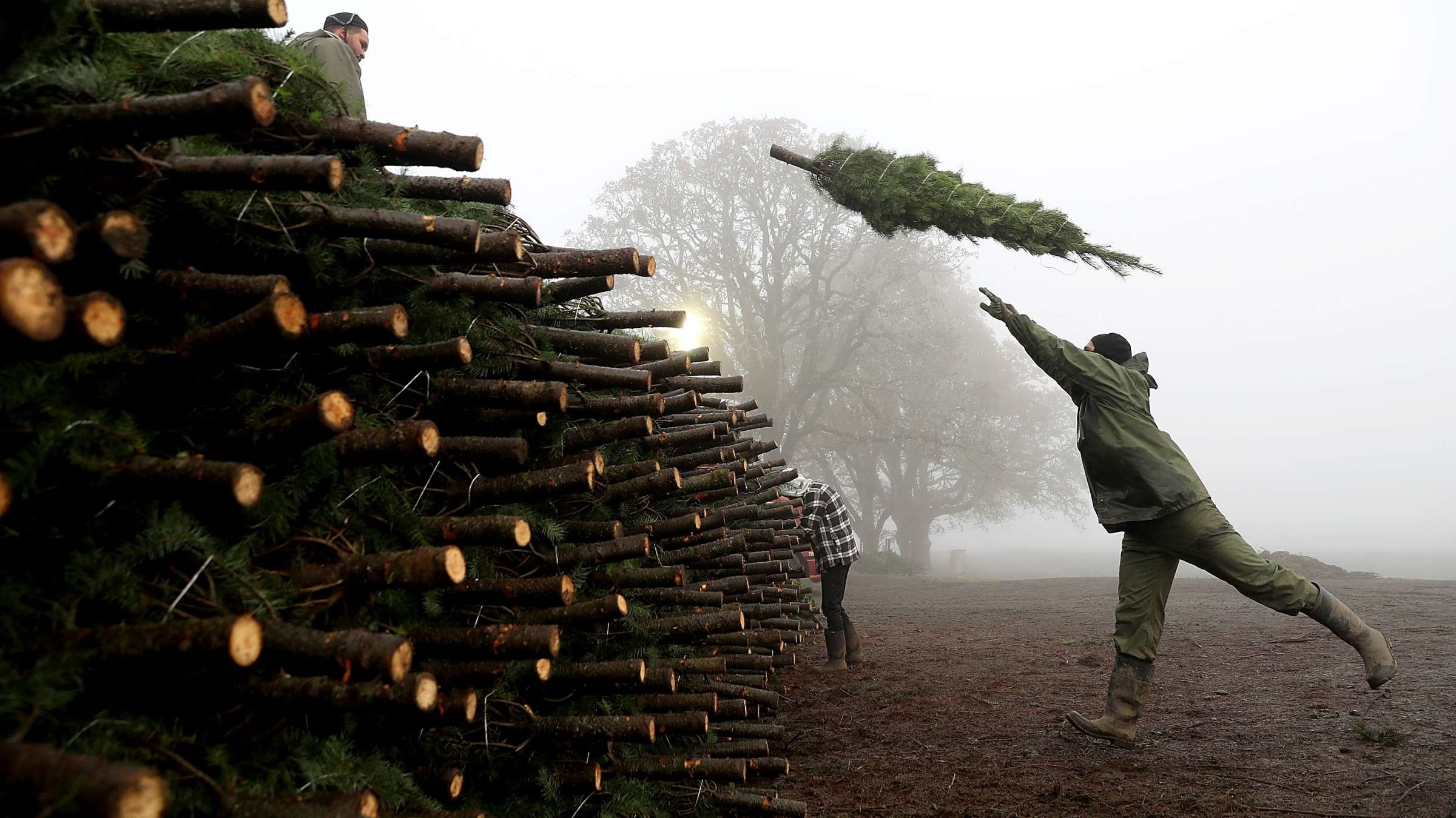 Espere una escasez de árboles de Navidad este año