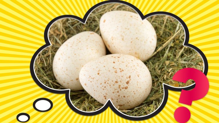 ¿Por qué no comemos huevos de pavo?