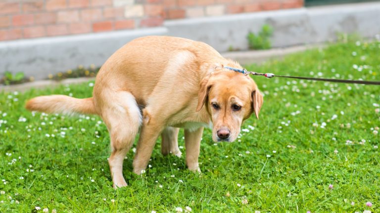 Cuidado con el paso: estas 20 ciudades tienen la mayor cantidad de caca de perro