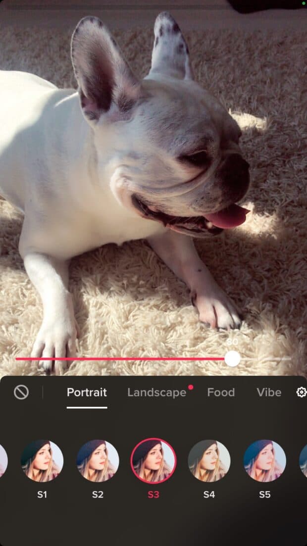 Bulldog franc&eacute;s en modo retrato de TikTok