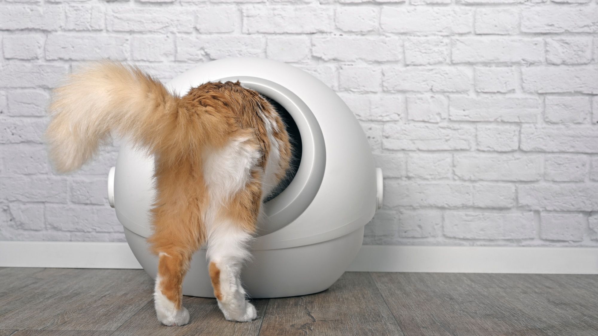 Ed Lowe, el inventor detrás de la arena para gatos