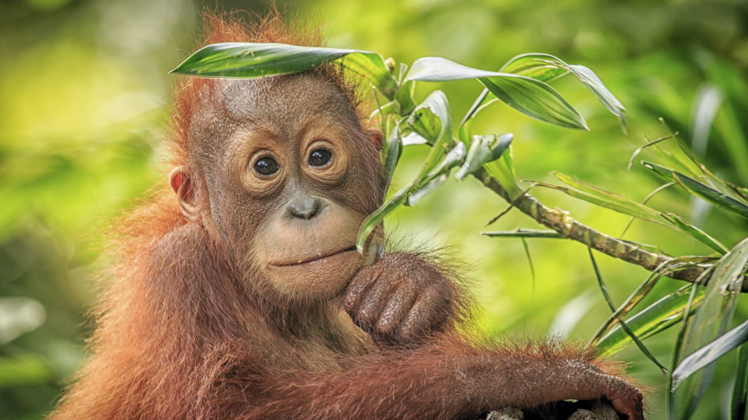 10 hechos fascinantes sobre los orangutanes