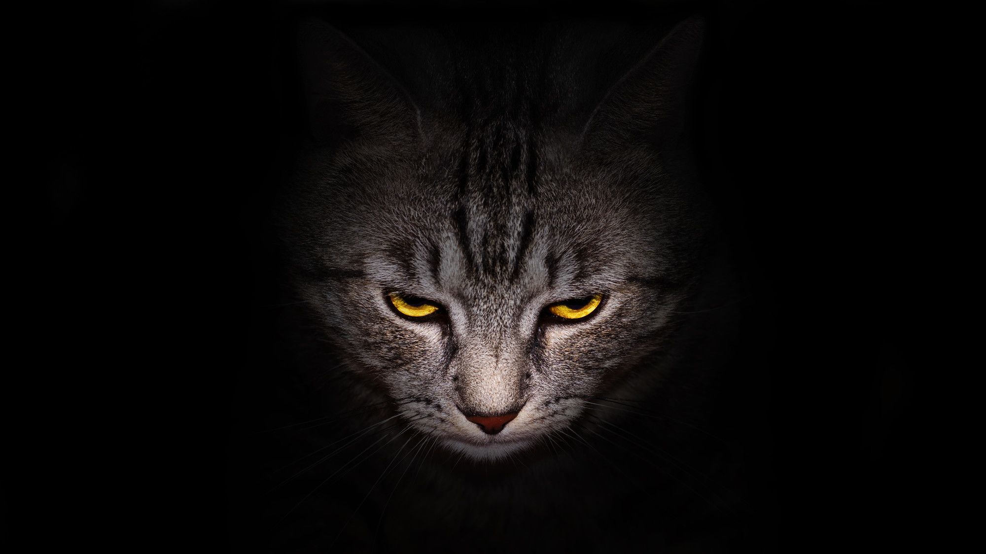 ¿Es tu gato un psicópata real? Realice esta prueba y descúbralo