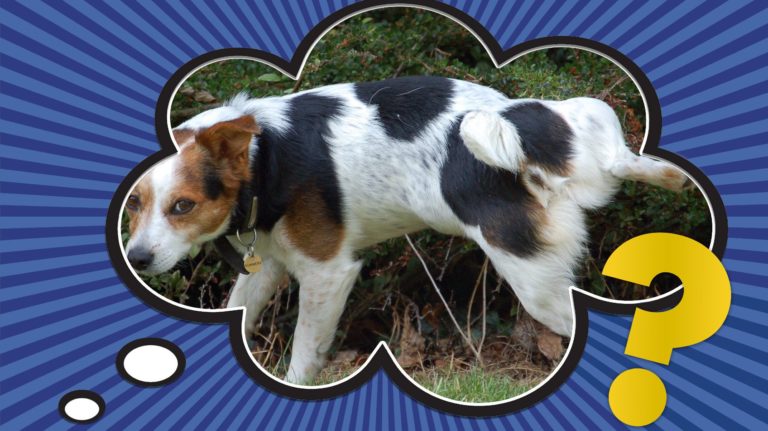 ¿Por qué los perros levantan la pierna para orinar?