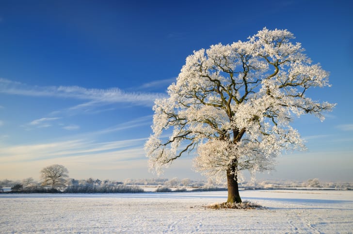 &Aacute;rbol helado en un campo cubierto de nieve