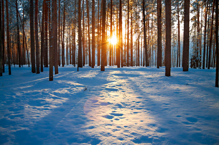 puesta de sol a trav&eacute;s de los &aacute;rboles