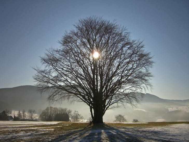 Puesta de sol detr&aacute;s de un &aacute;rbol en el invierno