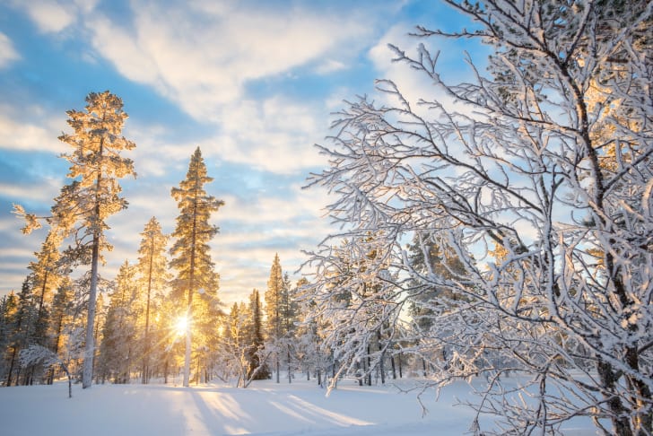bosque nevado con sol a trav&eacute;s de los &aacute;rboles