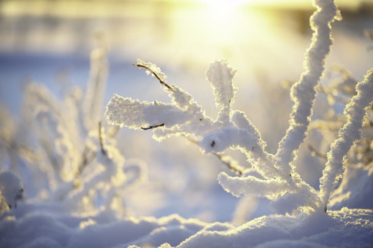 nieve en las ramas de los &aacute;rboles