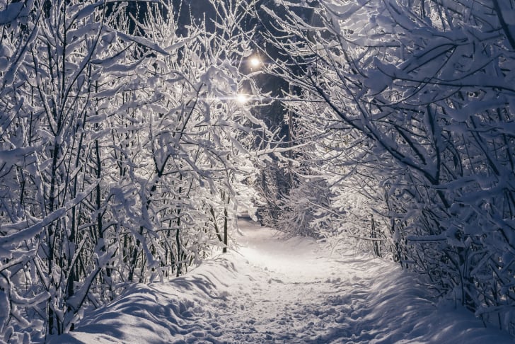 Bosque nevado