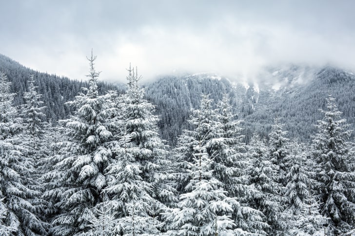 Pinar nevado