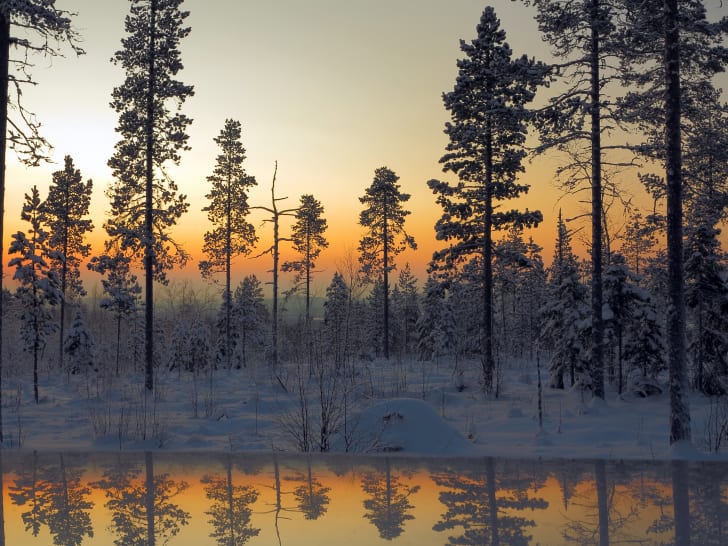 Bosque de invierno al anochecer