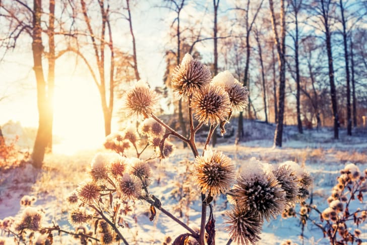 Cardos secos y nieve al atardecer