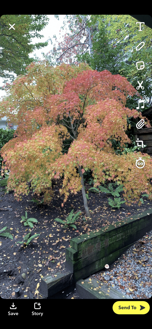 capturar la imagen de las hojas de oto&ntilde;o