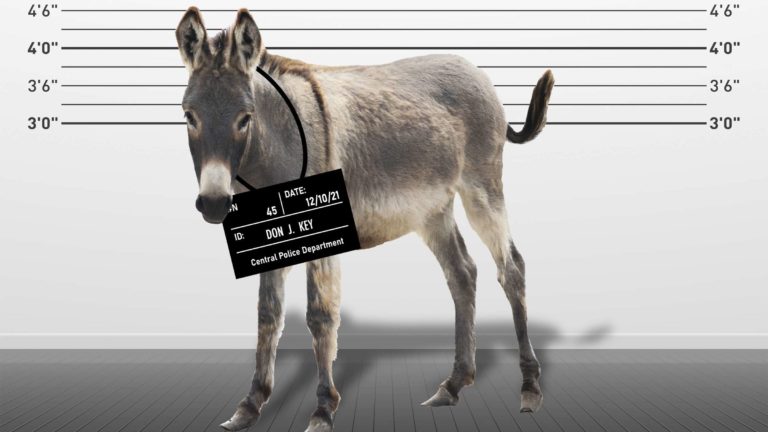 25 animales involucrados en crímenes