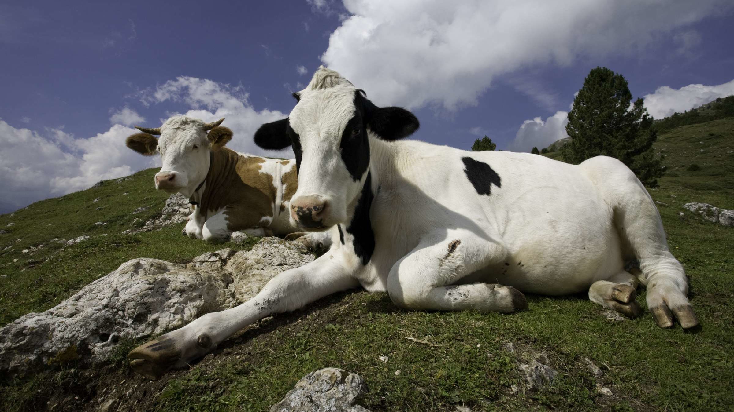 11 animales que supuestamente pueden predecir el clima