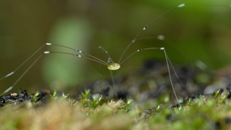 16 datos fascinantes sobre papá Longlegs