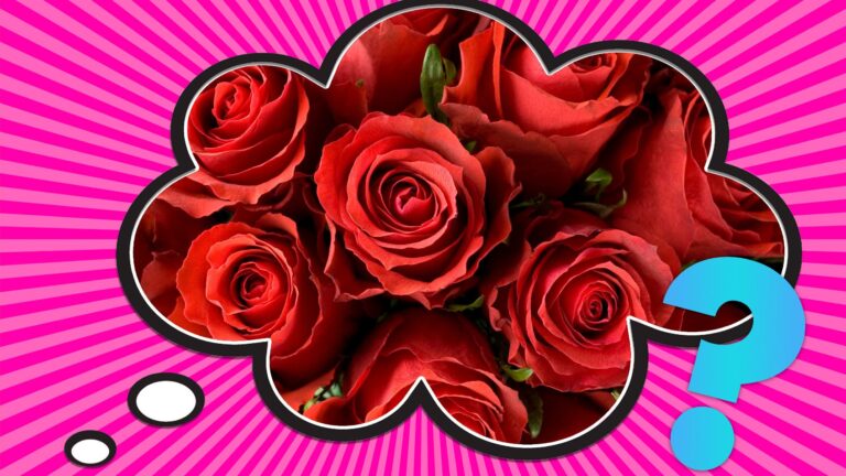 ¿Por qué regalamos rosas rojas en San Valentín?