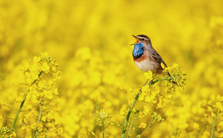 25 palabras inteligentes que deberías usar pero no las usas foto de un pájaro cantando en un campo
